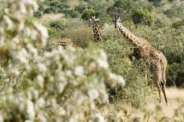 Jirafa - reserva nacional de Masai Mara - Kenia 2.jpg